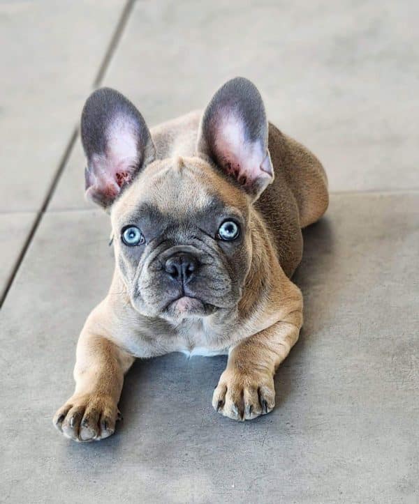 Bulldog francés Lilac
