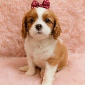 Cavalier king charles